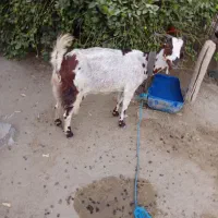 کهر