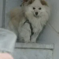 سگ پامر