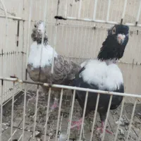 کفتر سینه کلاغ نواری دم سفید