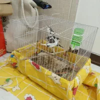 4عدد فنچ بنگالی