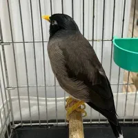 مرغ مینا