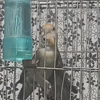 پرنده عروس هلندی نر و ماده