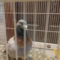 طاوسی آلمانی