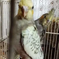 عروس هلندی