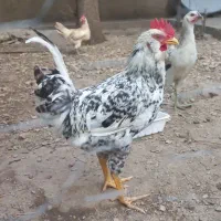 خروس گلین