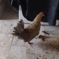 مرغ تخمگذار