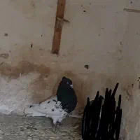 کبوتر