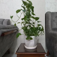 گل طبیعی