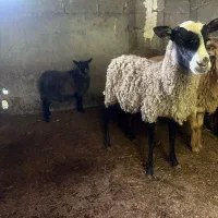 گوسفند ماده رومانف به همراه بره