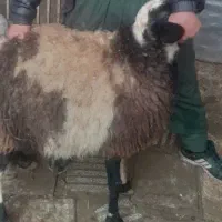 گوسفند آذربایجان