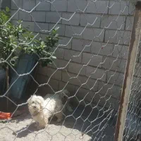 سگ پاکوتاه
