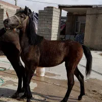 مادیان کورد ۷ ماهه ‌‌کشاورز