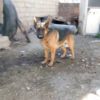 واگذاری سگ گرگی