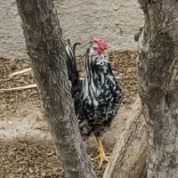 جوجه گلین