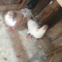 سده
