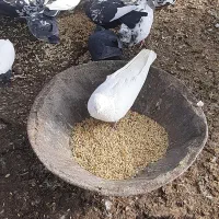 کبوتر