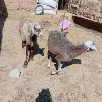 فروشی گوسفند