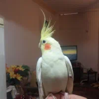 عروس هلندی جفت دستی