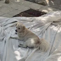سگ گمشده