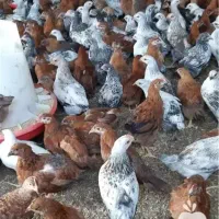 جوجه مرغ ژاپنی گلپایگانی رسید