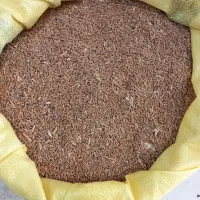گندم دیم