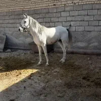 اسب کورد