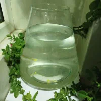 ماهی مولد با تنگ