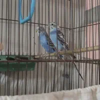 مرغ عشق