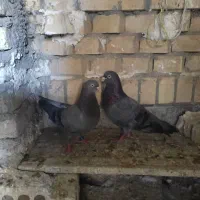کبوتر بصراوی . حمیدیه
