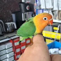 طوطی برزیلی کاملا رام و نیمه رام