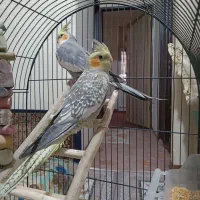 عروس هلندی سالم سرحال نرو ماده با قفس