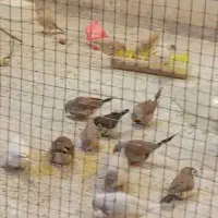 فنچ
