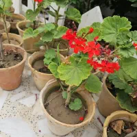 گل شمعدانی