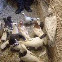 کفتر شهرستان درجه یک