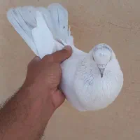 ۳ عدد کبوتر پرشی