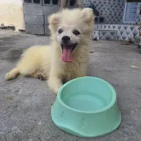 فروش سگ پامر