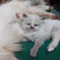 گربه پرشین
