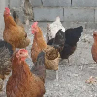 تخم نطفه دار