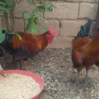 خروس لری
