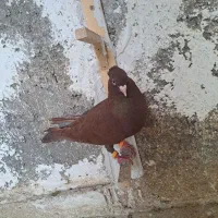 کبوتر|پرنده|بررود, |دیوار