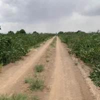 زمین باغی ، از دم قسط (وام بانکی)