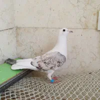 کبوتر  دوکت طاووسی