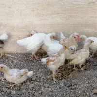 مرغ و خروس  و جوجه سه ماهه گلین ویاندوت