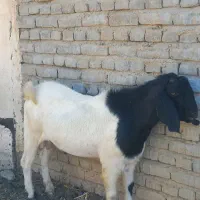 بز نر نژاد دار