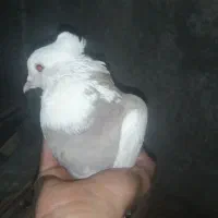 کبوتر طوقی بپر