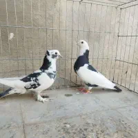 کبوترپرشی