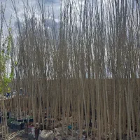 خدمات درخت صنوبر تبریزی هلبی ۷ متری ۴۵۰