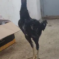 جوجه لاری