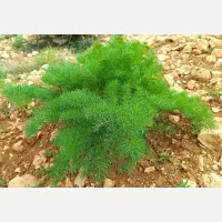 جاشیر دامی