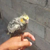 دوتا عروس هلندی یکی آشتی